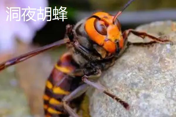 马蜂的品种，常见的有金环胡蜂、黄腰胡蜂等