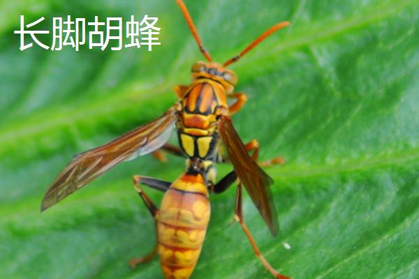 马蜂的品种，常见的有金环胡蜂、黄腰胡蜂等
