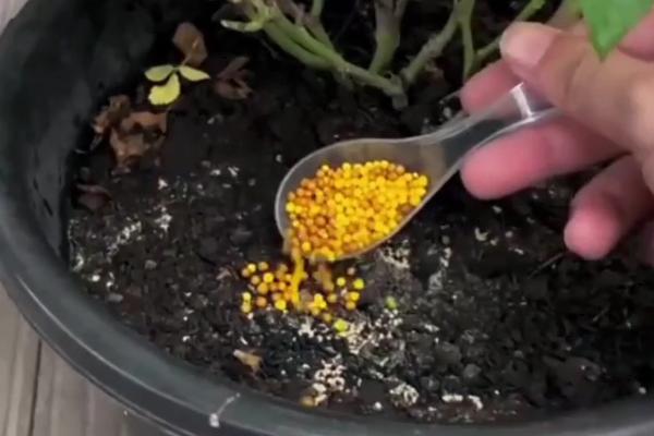 赤玫花是哪种花，是指玫瑰花