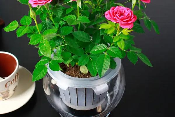 赤玫花是哪种花，是指玫瑰花