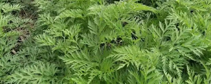 川芎的种植时间，一般在7月上旬和8月上旬
