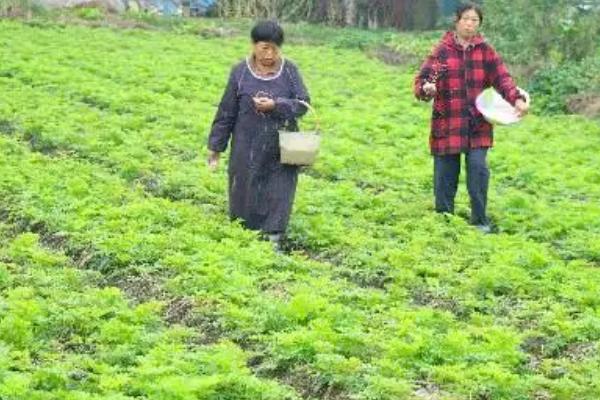 川芎的种植时间，一般在7月上旬和8月上旬