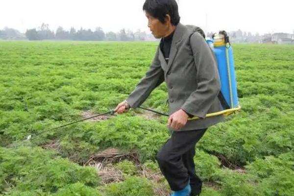 川芎的种植时间，一般在7月上旬和8月上旬