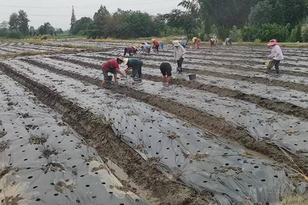 川芎的种植时间，一般在7月上旬和8月上旬