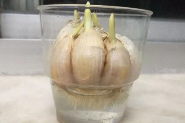 水培大蒜能不能晒太阳，能晒太阳但不能被强光直射