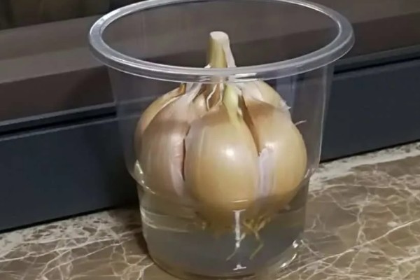 水培大蒜能不能晒太阳，能晒太阳但不能被强光直射