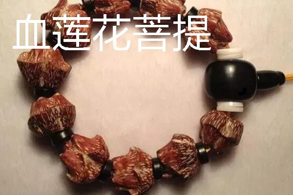菩提的种类，常见的有星月菩提、金刚菩提等