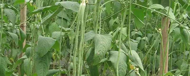 豆角保花保果农药什么时候打，通常在幼苗期、开花初期使用