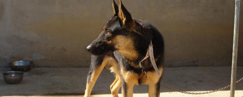 狂犬病能检查出来吗，狂犬病能检查出来