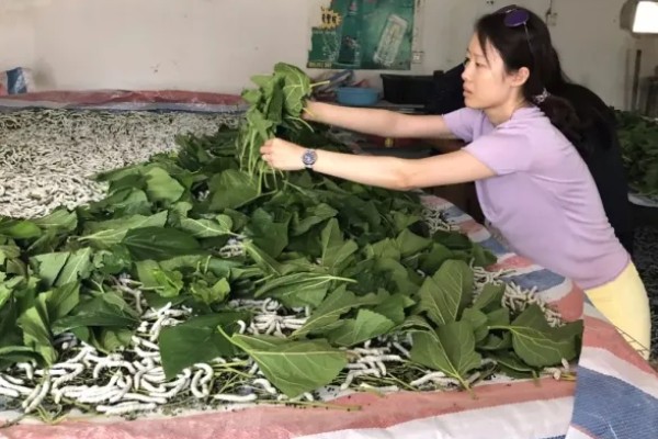 蚕在生长过程中身体发生了什么变化，生长过程中需要经历蜕皮
