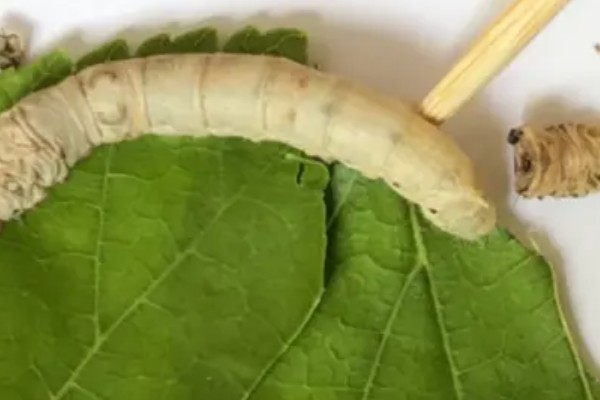 蚕在生长过程中身体发生了什么变化，生长过程中需要经历蜕皮