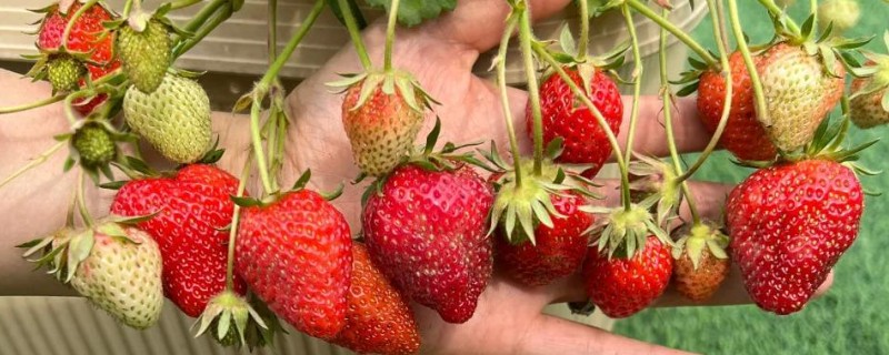 什么品种的草莓又甜最大，推荐章姬草莓、丰香草莓等