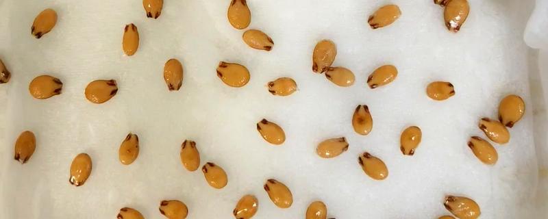 西瓜怎么催芽，首先要把种子放入清水中清洗