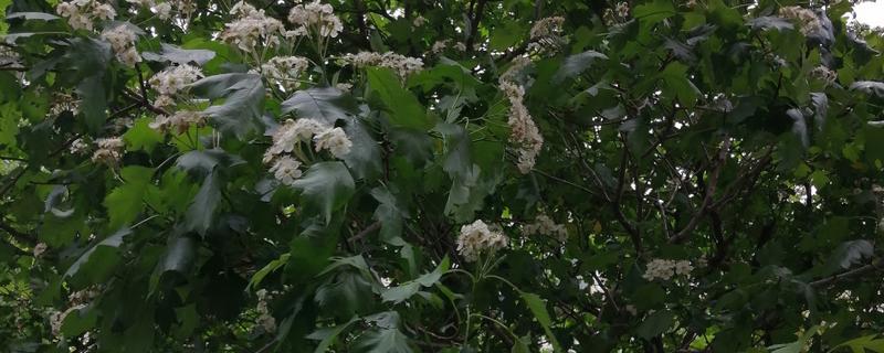 野山楂的开花时间，在每年的5-6月