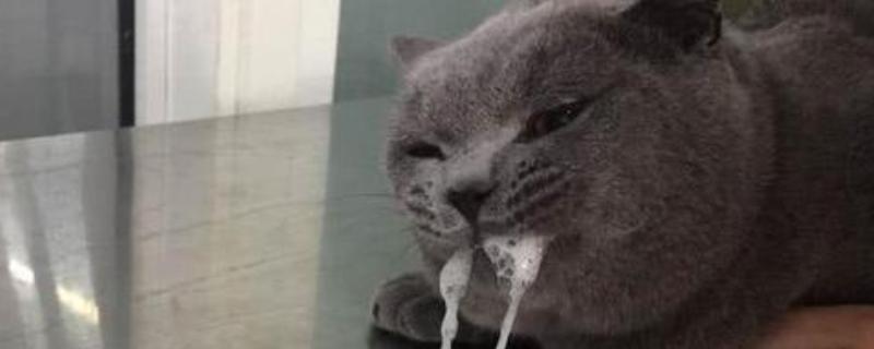 猫咪吃药为什么会吐白沫，主要是药太苦、药物具有刺激性所致