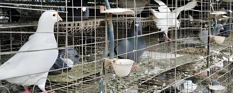 适合农村的养殖项目，推荐肉鸽、水产养殖等
