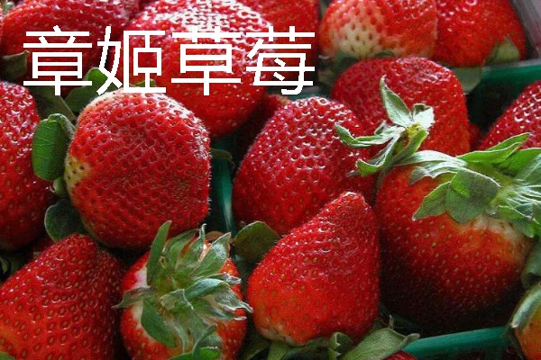什么品种的草莓又甜最大，推荐章姬草莓、丰香草莓等