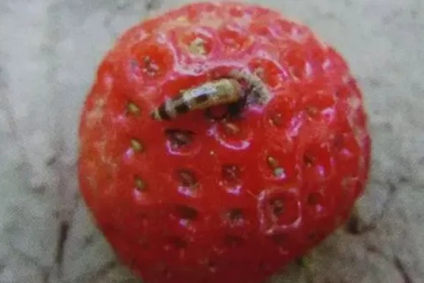 什么品种的草莓又甜最大，推荐章姬草莓、丰香草莓等