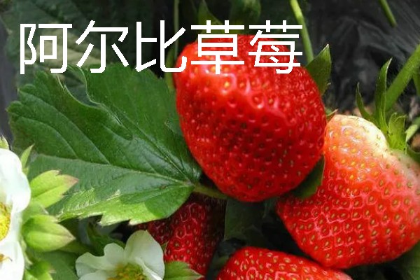 什么品种的草莓又甜最大，推荐章姬草莓、丰香草莓等