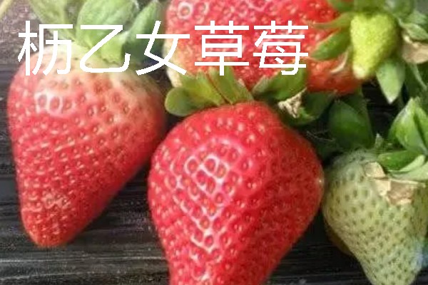 什么品种的草莓又甜最大，推荐章姬草莓、丰香草莓等