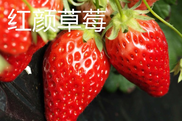 什么品种的草莓又甜最大，推荐章姬草莓、丰香草莓等