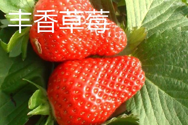 什么品种的草莓又甜最大，推荐章姬草莓、丰香草莓等