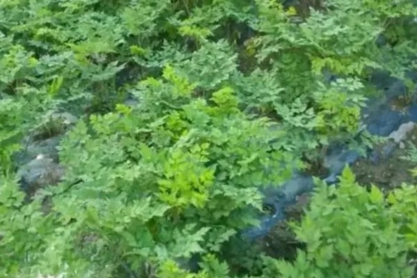 当归种子的售价和播种方法，一斤需要70-120元左右