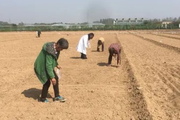 当归种子的售价和播种方法，一斤需要70-120元左右