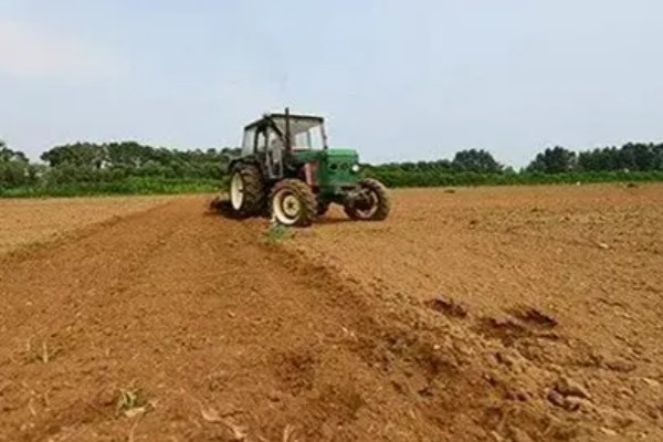 当归种子的售价和播种方法，一斤需要70-120元左右