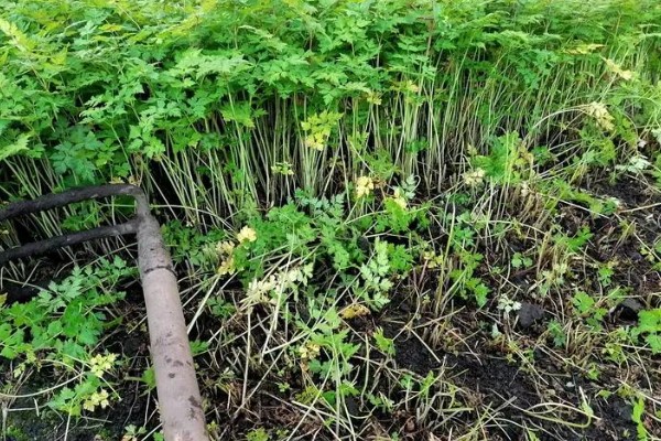 当归种子的售价和播种方法，一斤需要70-120元左右