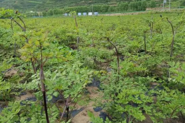 当归种子的售价和播种方法，一斤需要70-120元左右