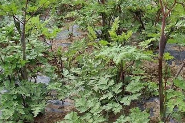 当归种子的售价和播种方法，一斤需要70-120元左右