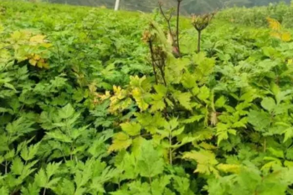当归种子的售价和播种方法，一斤需要70-120元左右