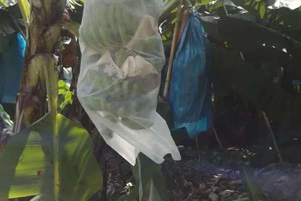 香蕉树生长在哪种环境，喜欢高温环境