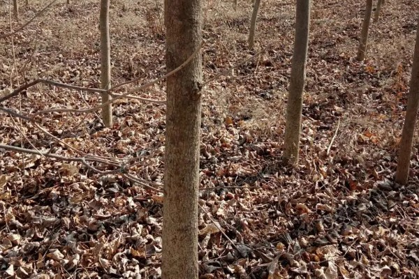 白蜡何时生根，与环境、土壤等有关
