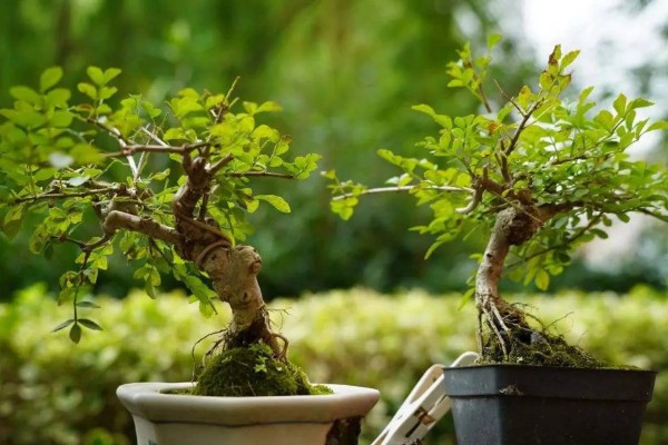 白蜡何时生根，与环境、土壤等有关