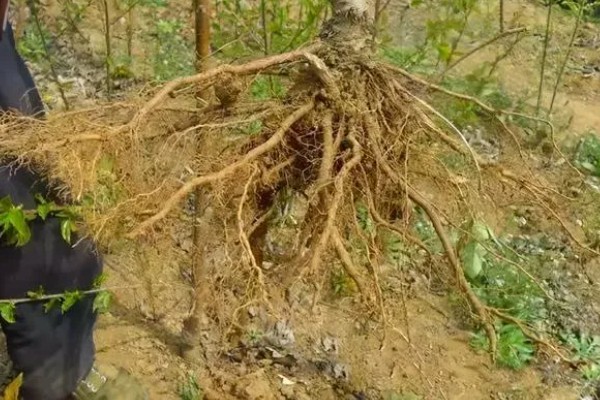 白蜡何时生根，与环境、土壤等有关