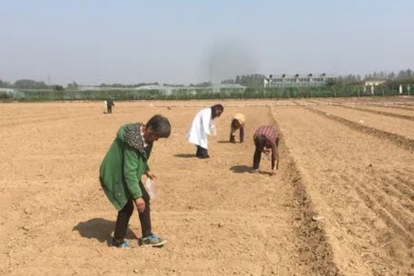 白蜡何时生根，与环境、土壤等有关