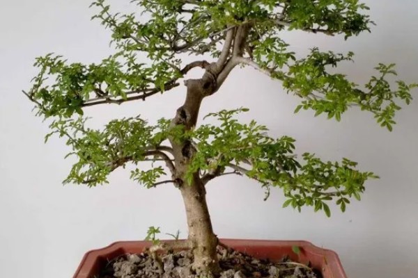 白蜡何时生根，与环境、土壤等有关