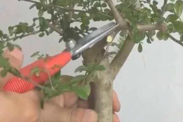 白蜡何时生根，与环境、土壤等有关