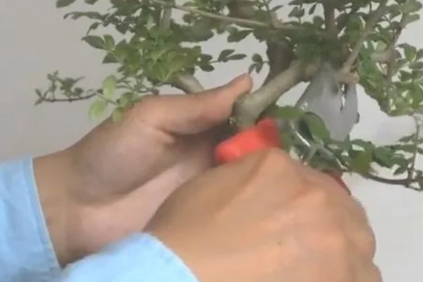 白蜡何时生根，与环境、土壤等有关