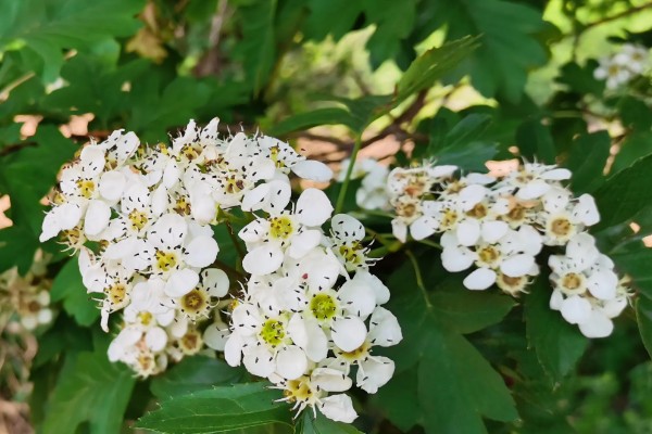 野山楂的开花时间,在每年的5-6月