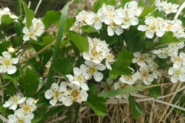 野山楂的开花时间,在每年的5-6月