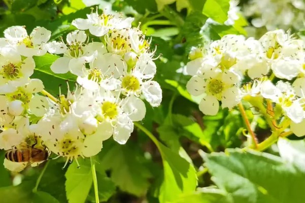 野山楂的开花时间,在每年的5-6月