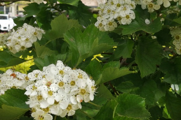 野山楂的开花时间,在每年的5-6月
