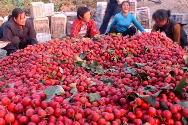 野山楂的开花时间,在每年的5-6月