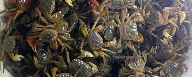 蟛蜞的养殖方法，7-8月份主喂水花生等植物性饵料