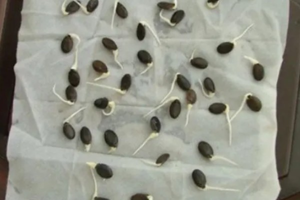 西瓜怎么催芽，首先要把种子放入清水中清洗