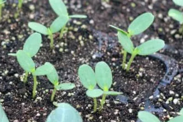 西瓜怎么催芽，首先要把种子放入清水中清洗