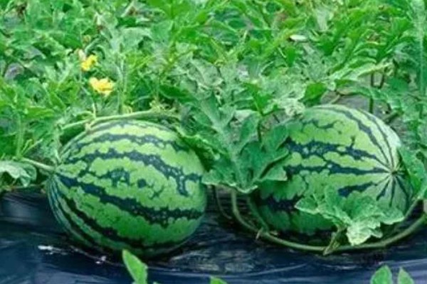 西瓜怎么催芽，首先要把种子放入清水中清洗